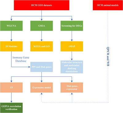 Integrated bioinformatic analysis reveals immune molecular markers and potential drugs for diabetic cardiomyopathy